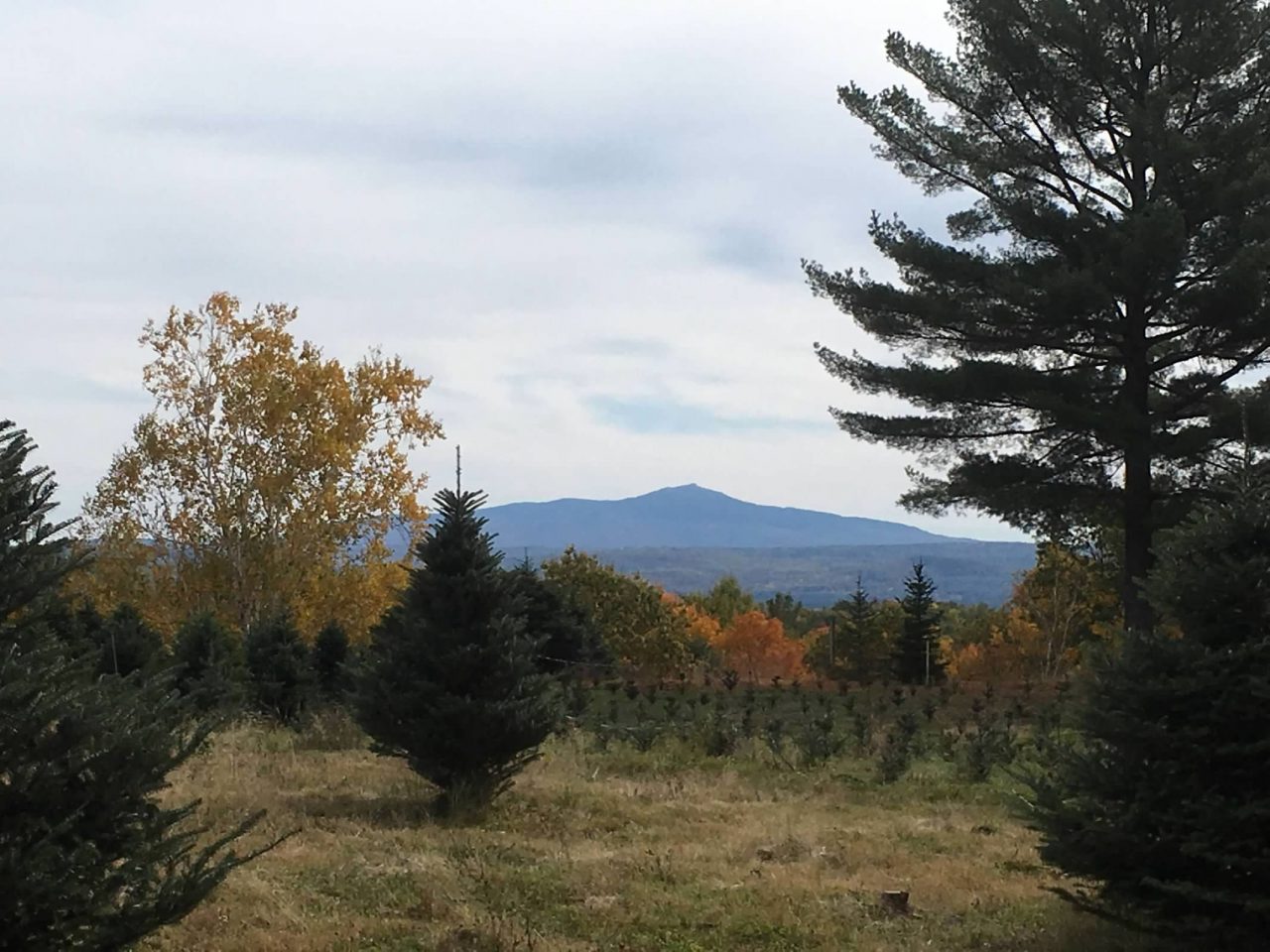 Monadnock View Farm Christmas Trees Keene, New Hampshire's very own